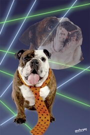 Bulldog - 80's Laser Background - Yesteryay
