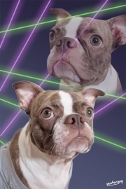 80's Laser Background - Boston Terrier- Yesteryay